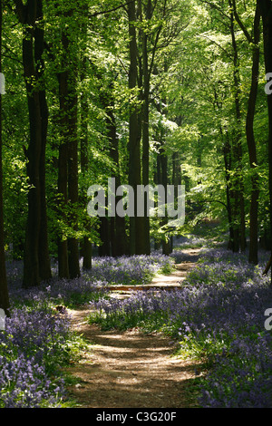 Bluebell Pfad, Waldspaziergang, England, UK Stockfoto