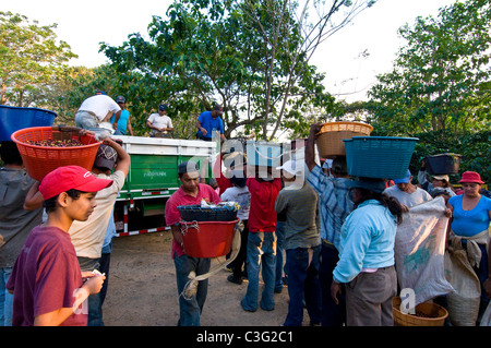 Tägliche Arbeiter pflücken Kaffee in den Hügeln von El Rodeo Zentraltal Costa Rica Stockfoto