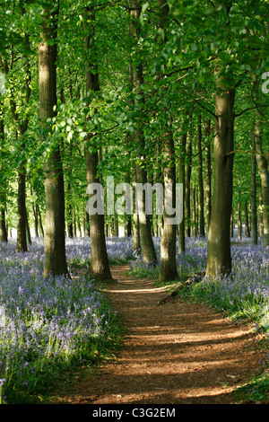 Glockenblumen und Buche Holz, Waldweg, England, UK Stockfoto