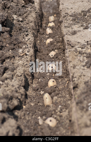 Eine Reihe von Chitted Saatkartoffeln gepflanzt in einem Graben Stockfoto