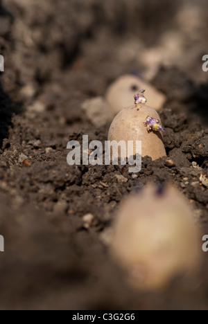 Eine Reihe von Chitted Saatkartoffeln gepflanzt in einem Graben Stockfoto