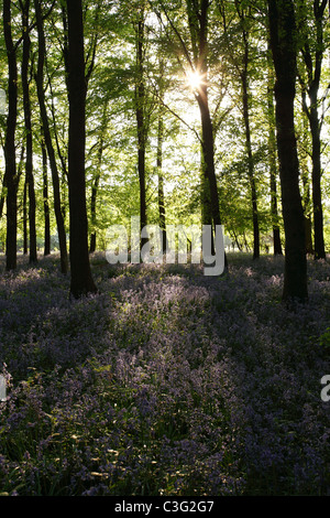 Glockenblumen und Buche Holz, morgen Sonnenlicht, England, UK Stockfoto