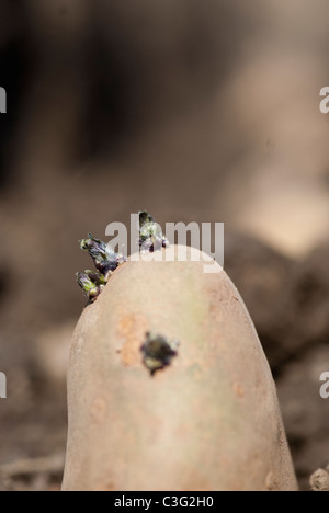 Chitted Saatgut Kartoffeln gepflanzt in einem Graben Stockfoto