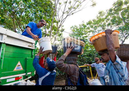 Tägliche Arbeiter pflücken Kaffee in den Hügeln von El Rodeo Zentraltal Costa Rica Stockfoto