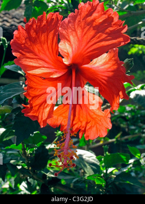 Rote Hibiscus Rosa-Sinensis Blume Stockfoto