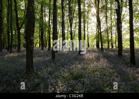 Glockenblumen und Buche Holz bei Sonnenaufgang, England, UK Stockfoto