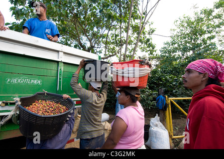 Tägliche Arbeiter pflücken Kaffee in den Hügeln von El Rodeo Zentraltal Costa Rica Stockfoto