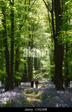 Passanten im Frühjahr [Bluebell Holz], [Dockey Wood], [Ashridge Estate], England, UK Stockfoto