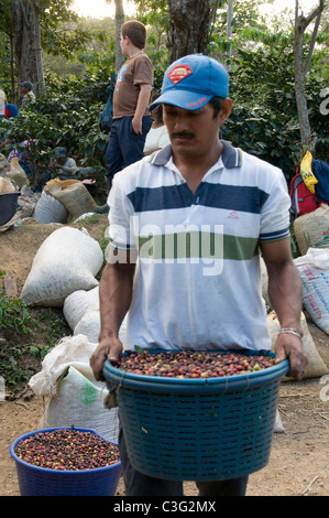 Kaffee Ernte Rodeo zentrale Calley costarica Stockfoto