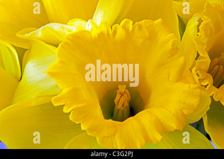 Makro-Bild von Narzisse Stockfoto