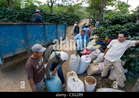 Tägliche Arbeiter pflücken Kaffee in den Hügeln von El Rodeo Zentraltal Costa Rica Stockfoto