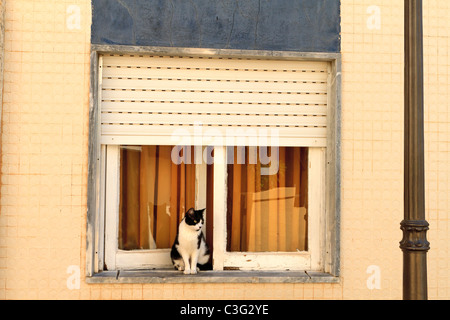 Eine schwarze und weiße Katze sitzt auf der Fensterbank eines Hauses in Silves, Algarve, Portugal. Stockfoto