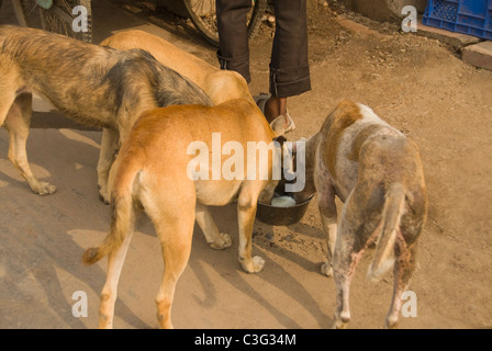 Hunde trinken Milch, Chandni Chowk, Delhi, Indien Stockfoto