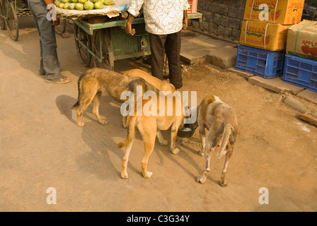 Hunde trinken Milch, Chandni Chowk, Delhi, Indien Stockfoto