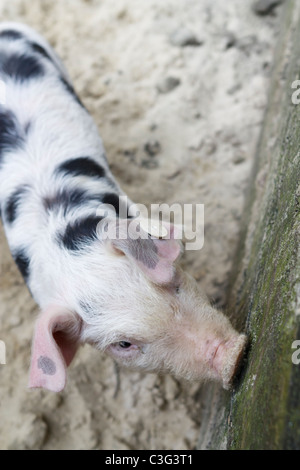 Bild von einem jungen Bentheim schwarz Pied mit textfreiraum hautnah. Stockfoto