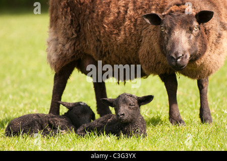 Schaf und Lamm Stockfoto