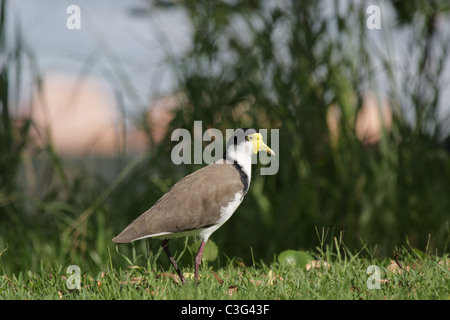 Maskierte Kiebitz (Vanellus Miles) sitzen auf einer Wiese in Nelson Bay, Australien Stockfoto