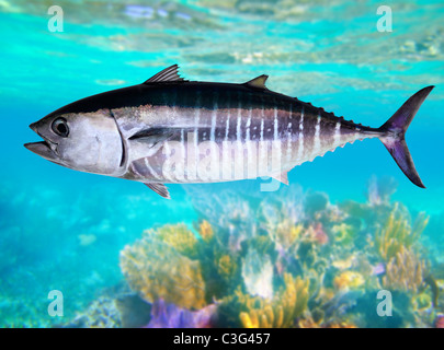 Bluefin Thunfisch Thunnus Thynnus Unterwasser Schwimmen im Meer Stockfoto
