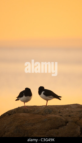 Oyster Catcher den Sonnenuntergang genießen Stockfoto