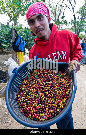 Kaffee Ernte Rodeo zentrale Calley costarica Stockfoto