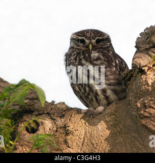 Steinkauz (Athene Noctua) thront in Baum Stockfoto