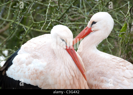 Weißstörche (Ciconia Ciconia) Stockfoto