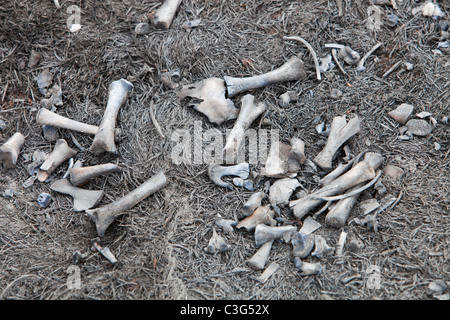 Ein Kaninchen getötet durch ein Moor Feuer über Halifax nach der wärmsten und trockensten April aktenkundig, UK Stockfoto