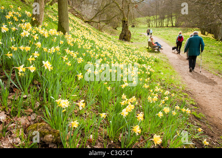 Wilde Narzissen blühen in Farndale in den North York Moors, Yorkshire, Großbritannien. Stockfoto