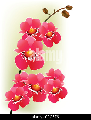 Rosa Orchideen auf hellem Hintergrund Stockfoto