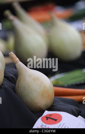 Preis gewinnende Gemüse auf dem Display an einer Blume und einem Land zeigen in Ayr, Schottland, Stockfoto
