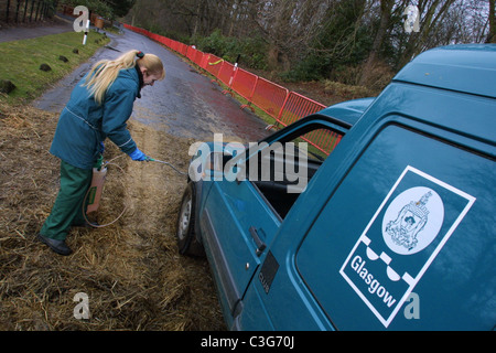 Maul- und Klauenseuche Krankheit vorbeugende Maßnahmen bei POLLOK COUNTRY PARK, GLASGOW, Schottland. Stockfoto