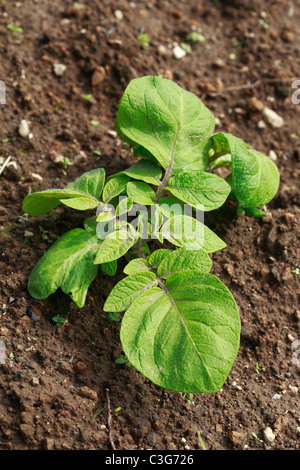 Kartoffelpflanze im Feld Stockfoto