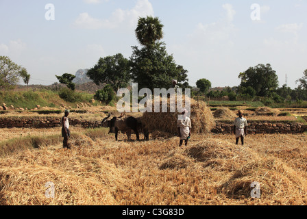 Landwirtschaft - Männer sammeln Stroh in einem Feld in Andhra Pradesh in Indien Stockfoto