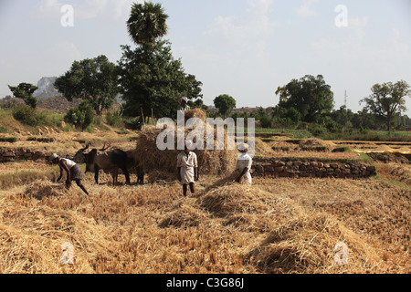 Landwirtschaft - Männer sammeln Stroh in einem Feld in Andhra Pradesh in Indien Stockfoto