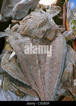 Fischen am Vizhingam Hafen, zum Trocknen Trivandrum, Kerala, Indien Stockfoto