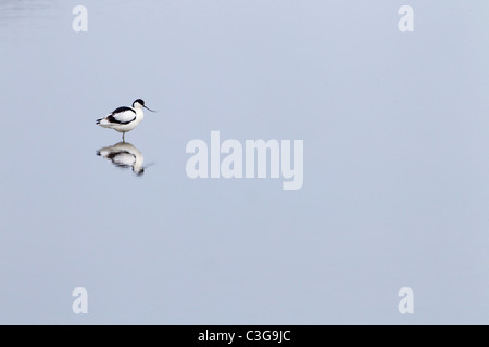 Avocet Recurvirostra Avocetta Fütterung im Cley Nature Reserve Norfolk Stockfoto