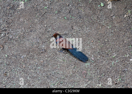 Crow Fasan, Centropus Sinensis Bharadwaj Vogel Stockfoto