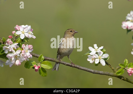 Buchfink Fringilla coelebs Weibchen auf Apple Blossom Stockfoto