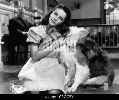 Mut von Lassie Jahr: 1946 USA Elizabeth Taylor (Liz Taylor) Regie: Fred M. Wilcox Stockfoto