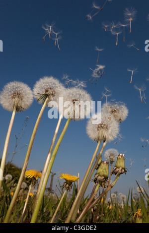 Löwenzahn Taxaxacum Officinale Samen im wind Stockfoto