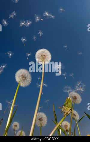 Löwenzahn Taxaxacum Officinale Samen im wind Stockfoto