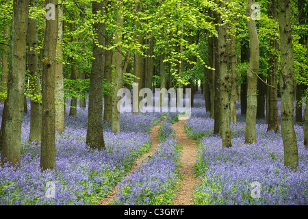 Glockenblumen und Buche Holz, Waldweg, [Dockey Holz], [Ashridge Estate], England, UK Stockfoto