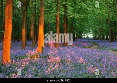 Bluebell Woods, England, UK, Sonnenlicht Schatten zwischen den Bäumen Stockfoto