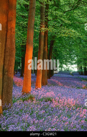 Bluebell Holz, abends Sonnenuntergang, England, UK Stockfoto