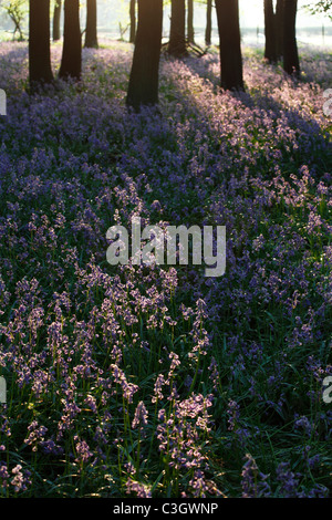 Englisch [Bluebell Holz] Baum Schatten in der Abend Sonne, UK Stockfoto