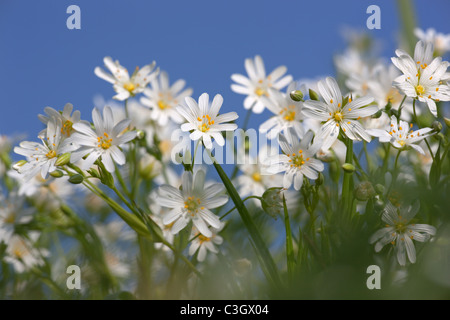 Größere Stitchwort Stellaria Holostea Anfang April Stockfoto