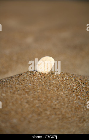 eine weiße Kiesel am Strand Stockfoto