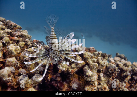 Ein Rotfeuerfisch am Korallenriff im Roten Meer, Dahab, Ägypten Stockfoto