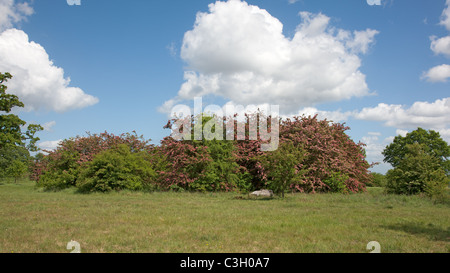 Masse des gemeinsamen Weißdorn Spring Blossom unter blauen Himmel & weißen Wolken in Windsor im öffentlichen Bereich des Great Park Stockfoto