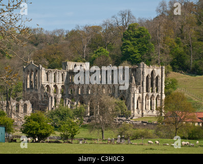 Rievaulx Abtei North Yorkshire UK im Frühjahr Stockfoto